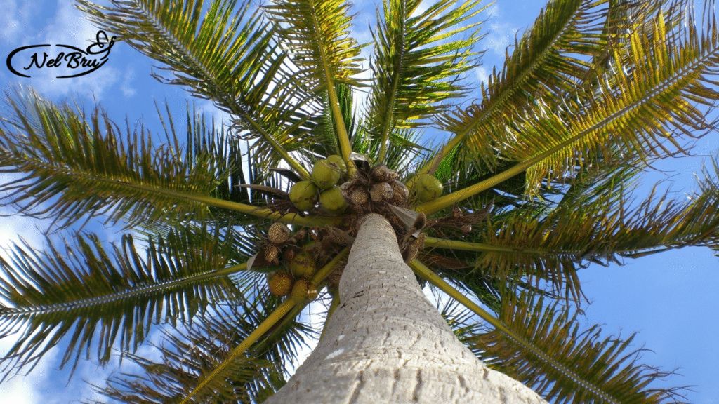 Culture de noix de coco en Guyane