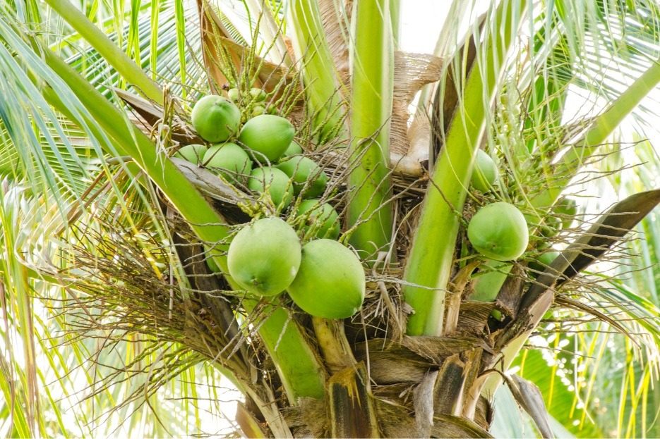 Valorisation de la noix de coco